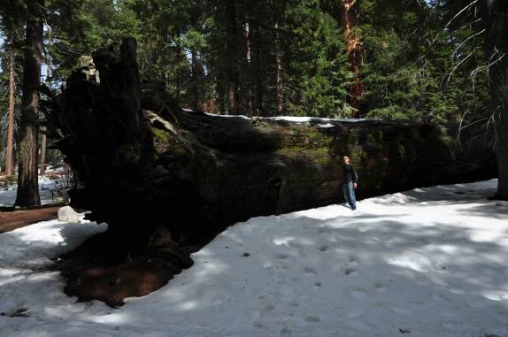 Gigantesca sequoia caída no Sequoia National Park, na Califórnia - EUA
